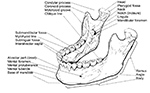 Mandible anatomy