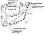 Mandible anatomy