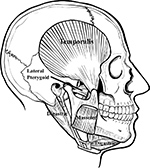 Mandible muscles