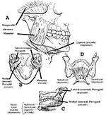 Mandibular muscles