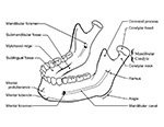 Mandible anatomy